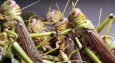 احتمالية دخول الجراد مجددا للأردن قائمة والزراعة "واثقة" من أنه لا يشكل أي خطر