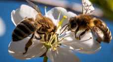 دولة تدرب النحل على الكشف عن فيروس كورونا