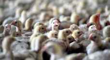 الصين تعلن تفشي إنفلونزا الطيور