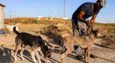 الحيوانات تدفع ثمن بطش عدوان الاحتلال في غزة