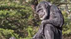 نفوق أكبر شمبانزي معمر بالولايات المتحدة عن عمر ٦٣ عاما - صور