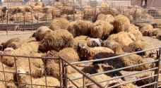 الزراعة تكشف أسعار الأضاحي في الأردن