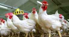 ارتفاع أسعار الدجاج بنسبة ٣٤.٧ في المئة في الربع الأول للعام الحالي