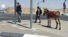 شرطة الاحتلال الإسرائيلي تصادر "حمارا" في القدس - صور