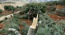 الاحتلال الإسرائيلي يقتلع ٢٠٠ شجرة زيتون في بيت دجن بنابلس