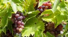 فاكهة تقيك من أمراض العصر.. تعرف على فوائد العنب
