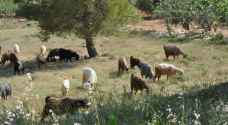 السماح برعي الأغنام داخل الغابات في عجلون لتفادي الحرائق