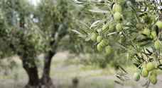 الحنيفات: توقعات بوصول كميات ثمار الزيتون إلى ١٧٠ ألف طن