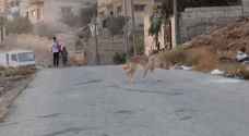 الكلاب الضالة.. آفة تؤرق أهالي محافظة الزرقاء - فيديو