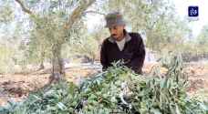 موسم الزيتون في الأردن بين الماضي والحاضر - فيديو
