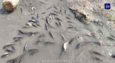نفوق أعداد كبيرة من الأسماك في سد الموجب بشكل مفاجئ - فيديو