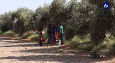 موسم الزيتون.. ضيف محبوب عند المزارعين - فيديو