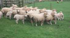 الزراعة لرؤيا: المواطن الأردني سيلمس أسعار الخراف الجورجية - فيديو