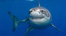 دراسة: بروتينات في الجهاز المناعي لأسماك القرش قد تقضي على "كورونا"