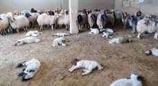 نفوق أكثر من ٢٠٠ رأس غنم بسبب الحمى القلاعية في المفرق - فيديو