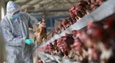 الاحتلال يعلن السيطرة على تفشي انفلونزا الطيور