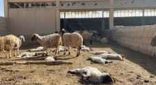 كفرنجة: إغلاق ٤ حظائر أغنام ونفوق ٢٥٠ رأساً