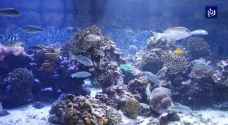 معرض الأحياء البحرية .. جمال يجذب السياح - فيديو