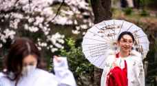 اليابان.. السكان يستمتعون بموسم تفتح أزهار الكرز - فيديو