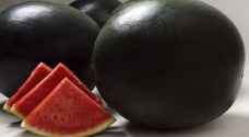 الأغلى في العالم.. ٦ آلاف دولار لتذوق البطيخ الأسود