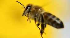 النحل الكبير سيتأثر بالتغير المناخي أكثر من الأنواع الصغيرة