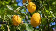 الزراعة تفتح باب استيراد الليمون