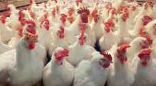 "مزارعي الدواجن": الحكومة لم تراعِ ارتفاع أسعار الأعلاف والتكاليف العالمية - فيديو