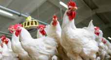 نقابة المهندسين الزراعيين تحذر من مقاطعة الدجاج والبيض