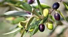 "أصحاب المعاصر" تتوقع موسما جيدا في انتاج الزيتون