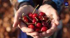 زراعة الكرز تتراجع في شمال غرب سوريا - فيديو