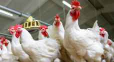"الاستهلاكية المدنية" توضح لرؤيا بخصوص أسعار الدجاج
