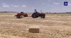 موسم حصاد مخيب لمزارعي القمح والشعير - فيديو