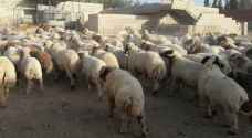 تحصين الثروة الحيوانية من التسمم المعوي في المفرق
