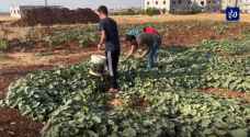 المزروعات الصيفية في إربد أمام تحدي قلة المياه وضعف الدعم الحكومي - فيديو