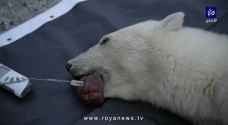 إنقاذ أنثى دب قطبي علق في فمها علبة حليب مكثف- فيديو