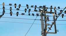 عزل اعمدة كهرباء في الأردن لحماية الطيور المهاجرة