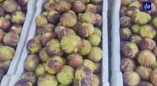 بيع التين في عراق الأمير منافع اقتصادية ومطالبات بسوق خاص - فيديو