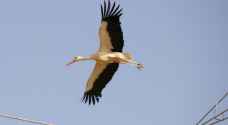 شاهد.. طائر اللقلق "أبو السعد" يزين سماء العاصمة عمان