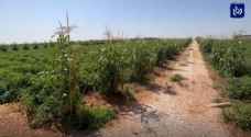 مزارعو إربد يعانون من ارتفاع درجات الحرارة وقلة المياه - فيديو