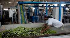 نقابة المعاصر: إنتاج ٢٠٠ ألف طن من زيت الزيتون