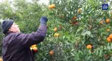 لشح المياه..تراجع في إنتاج الحمضيات في الأغوار الشمالية - فيديو