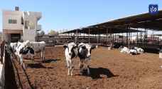 الحمى القلاعية تخفض إنتاج الحليب من ٤٠٠ طن إلى ٢٥٠ يوميا - فيديو