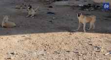 الكلاب الضالّة.. انسحاب من مسؤولية ضبط انتشارها دون تأمين بدائل متفق عليها - فيديو