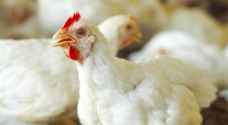 الحكومة: سنضطر لفرض سقوف سعرية على الدواجن إذا ارتفعت أسعارها
