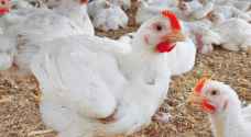 الصناعة والتجارة لـ"رؤيا": سنتدخل لضبط أسعار الدواجن