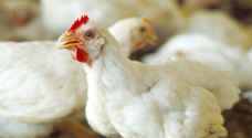شكاوى من عودة ارتفاع أسعار الدواجن "النتافات" في الأردن
