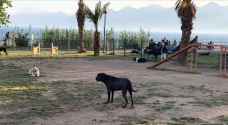 تركيا.. أماكن خاصة للترفيه عن الكلاب في الحدائق العامة بأنطاليا - فيديو