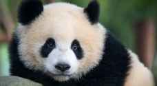 أول حيوان باندا يولد في فرنسا ينقل إلى الصين في الصيف المقبل - فيديو