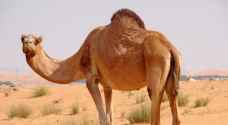 الجمال السائبة تهدد حياة سالكي الطريق الصحراوي-فيديو