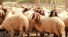 "الزراعة" توقف رخص استيراد الأغنام في الأردن